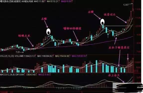 金蛤蟆 金蛤蟆